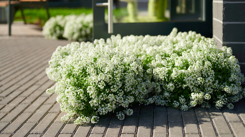 Sweet alyssum growing on its own in a pocket garden