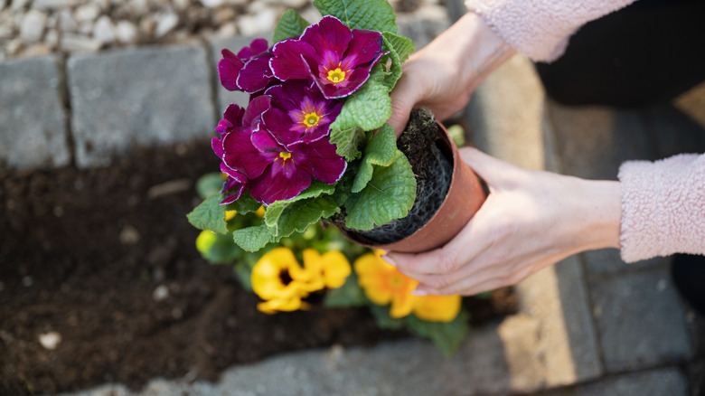 A person preparing to plant some flowers in a small pocket garden