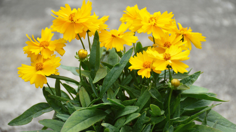 Small clump of coreopsis in the garden