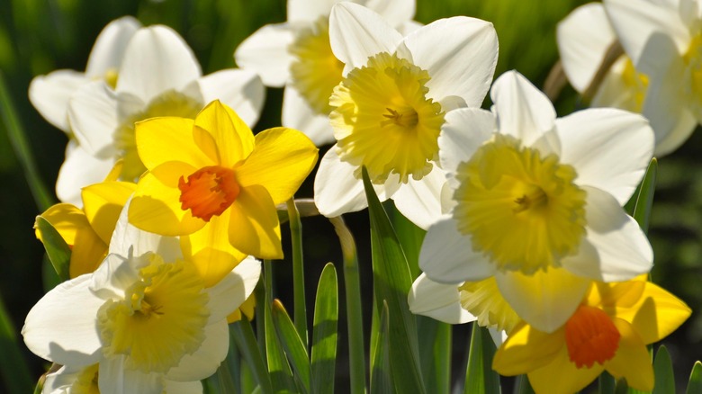 Yellow and white daffodils