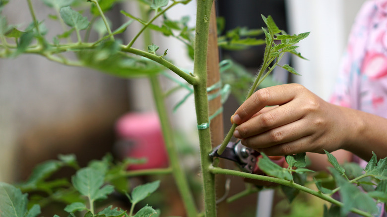 Hand pruning tomato plant