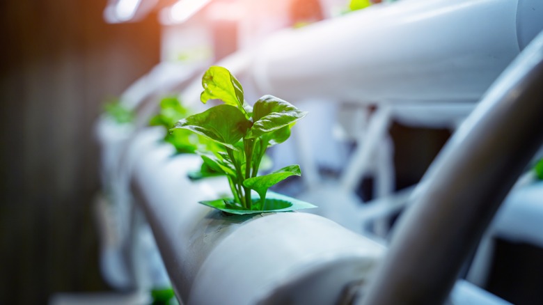 Hydroponic seedling in growing medium