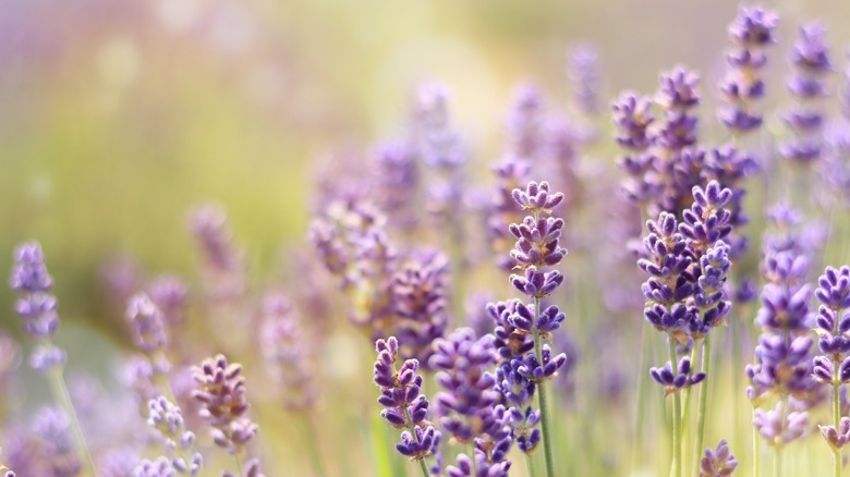Lavender