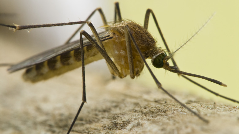 Mosquito closeup