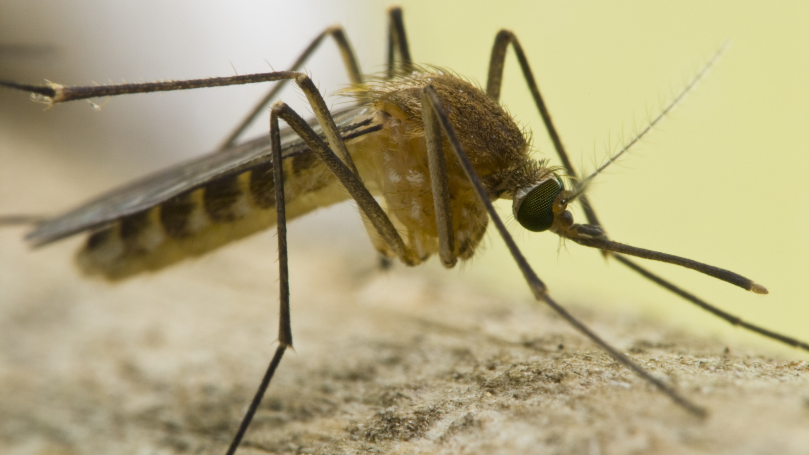 This Popular Tree Could Be Attracting Mosquitoes And Other Pests To