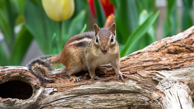 chipmunk standing on log