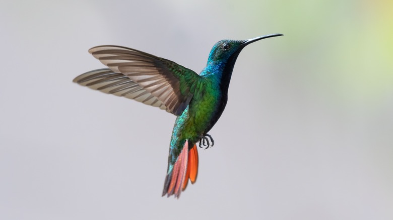 hummingbird flying