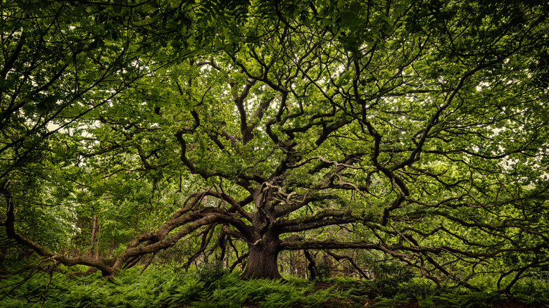 oak tree canopy