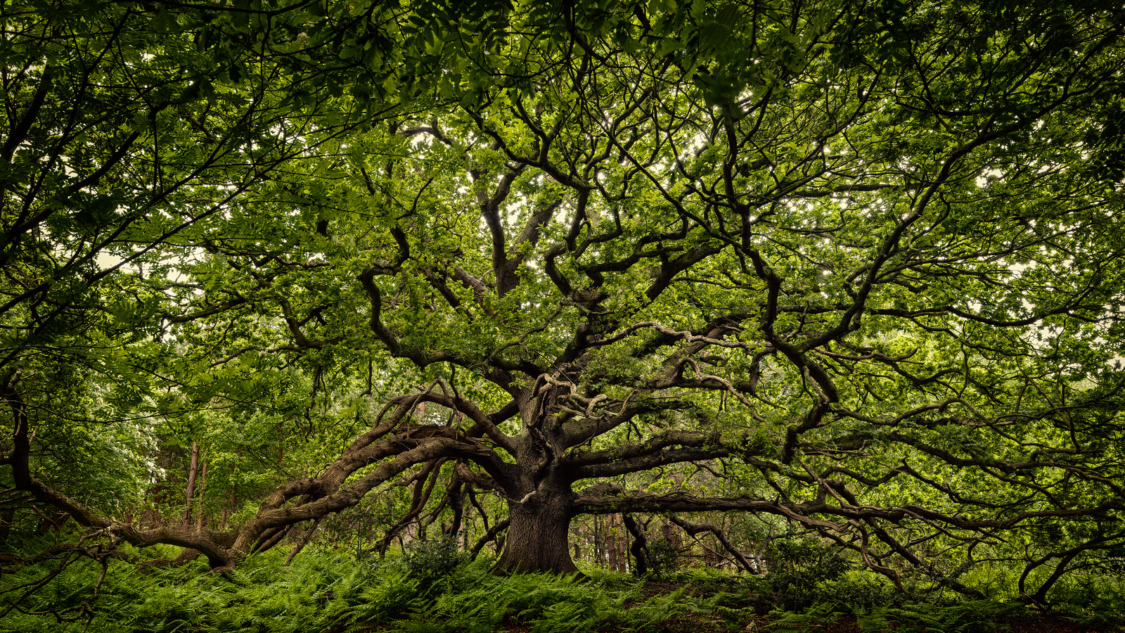 This Rare Oak Tree Was Thought To Be Extinct For Over A Decade This Rare Oak Tree Was Thought To Be Extinct For Over A Decade