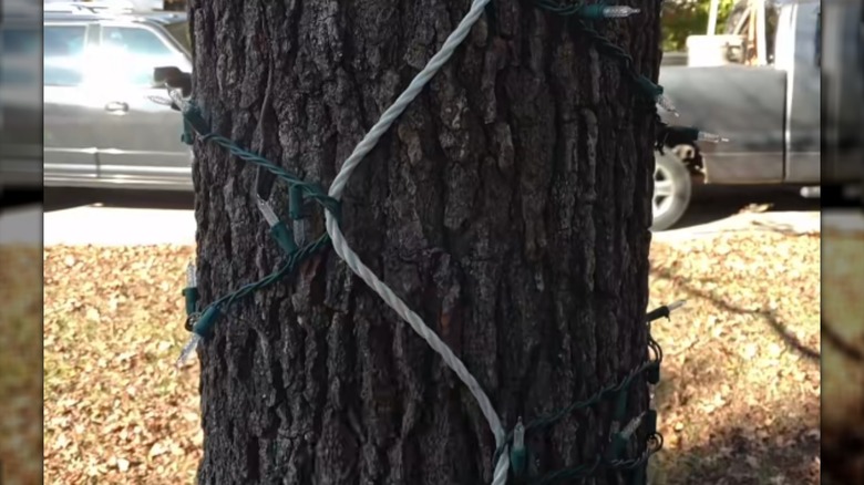 Christmas lights are wrapped around a rope that's attached to a tree