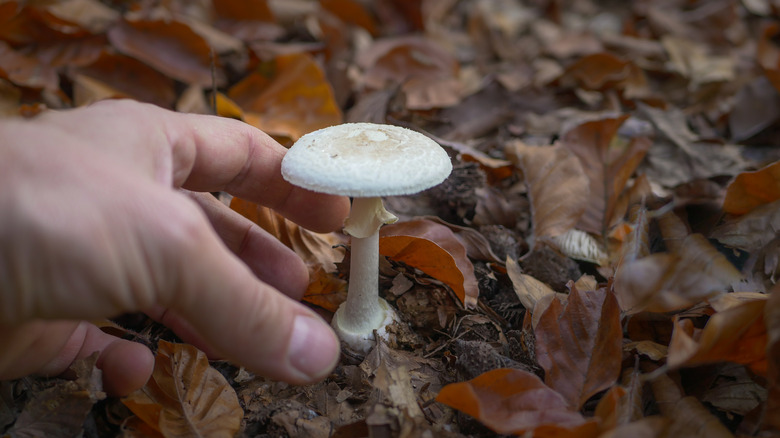 A hand reaching for a mushroom on a bed of leaves