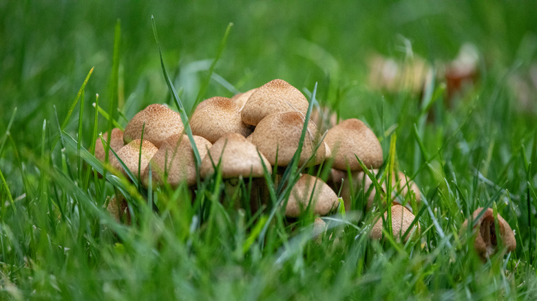 A large cluster of mushrooms in the grass