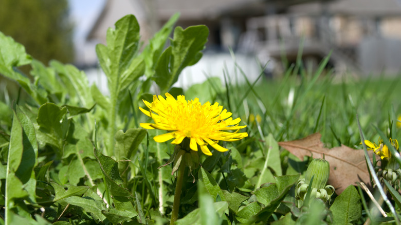 dandelion lawn weed