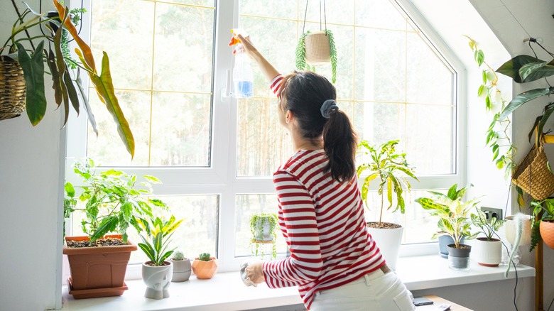 Woman spraying cleaning solution onto window behind plants