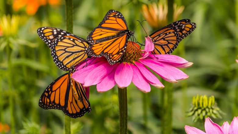 Monarch butterflies on an echinacea flower