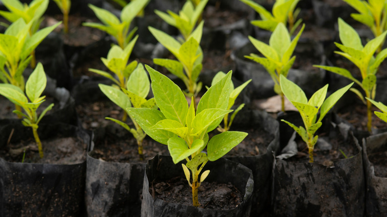 close up of seedlings