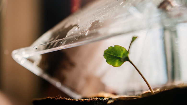 seedling under plastic shell