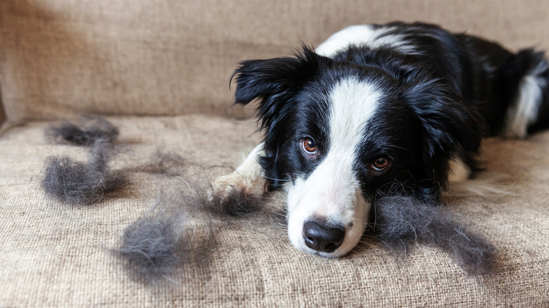 Collie lying on sofa and shed hair