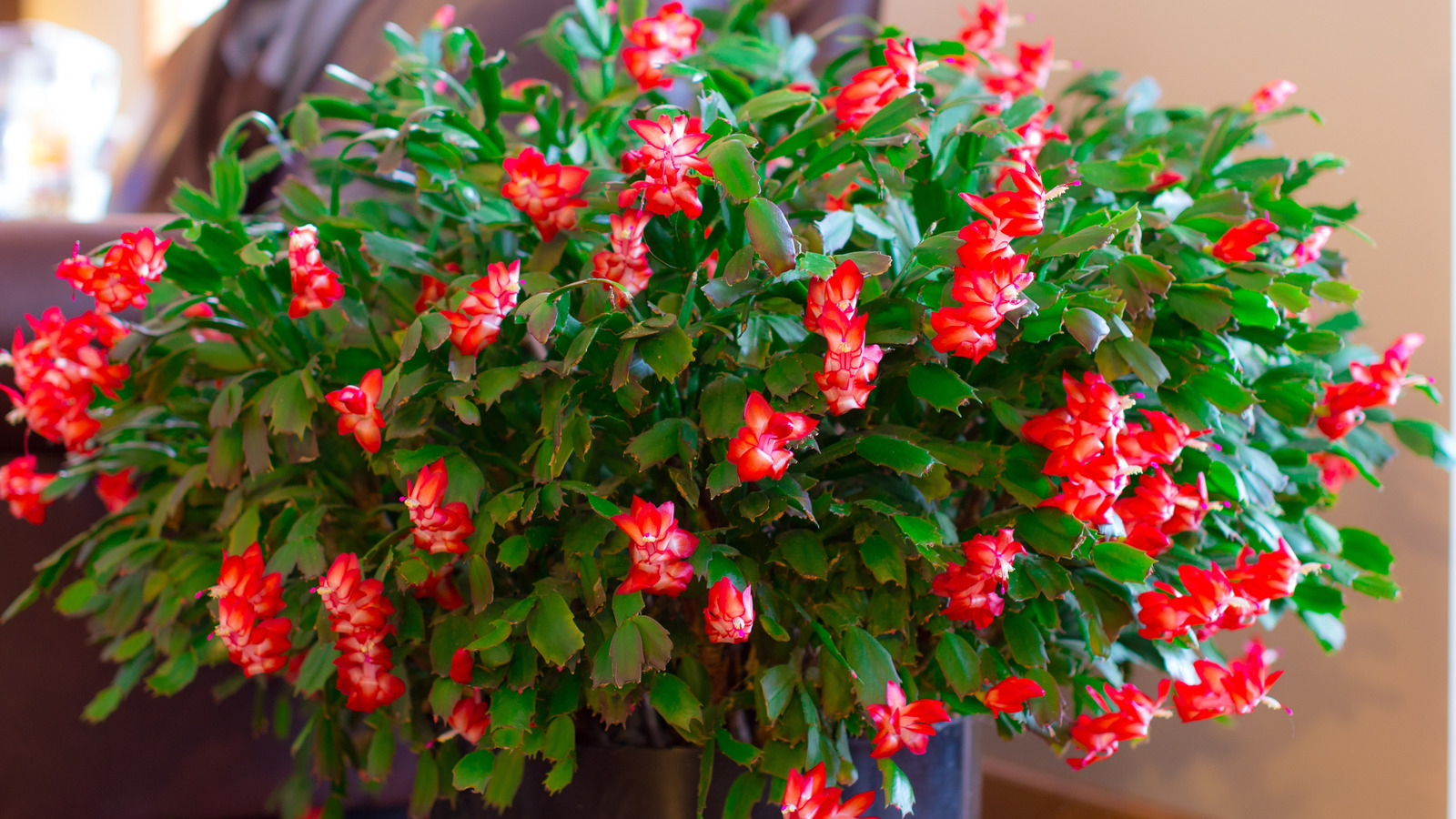 This Soil Mix Will Keep Your Christmas Cactus Happy & Thriving, According To Our Garden Expert