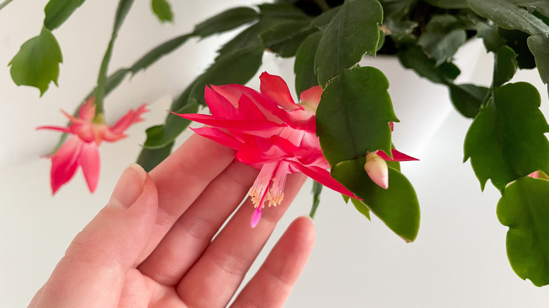 A close up of a red Christmas cactus flower gently held in a woman's hand
