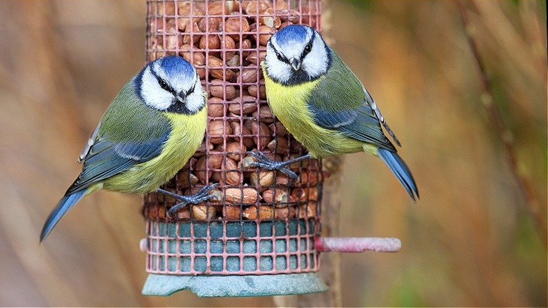 Birds perched on feeder