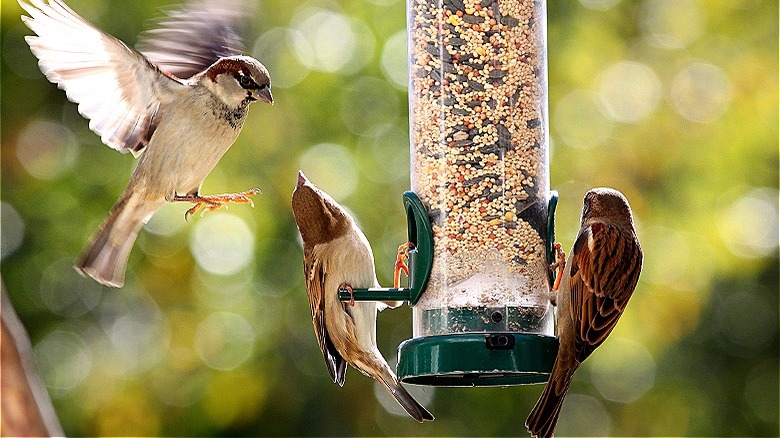 Birds on tube bird feeder