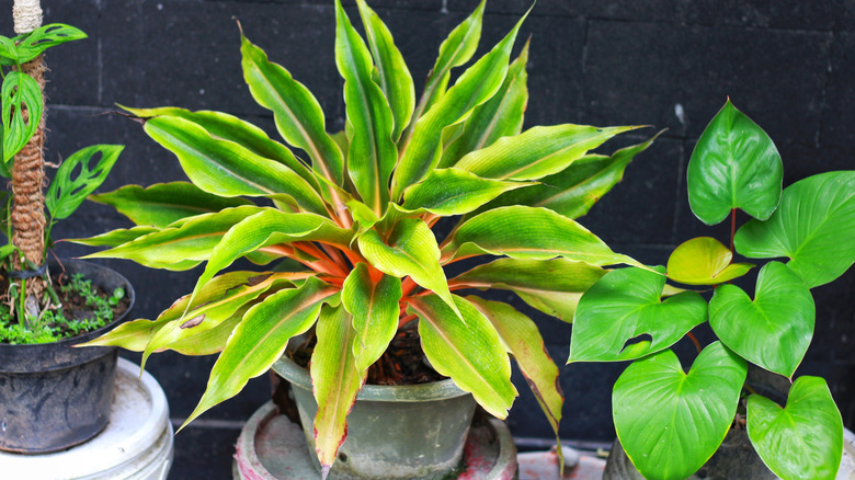 Chlorophytum amaniense in an exterior.