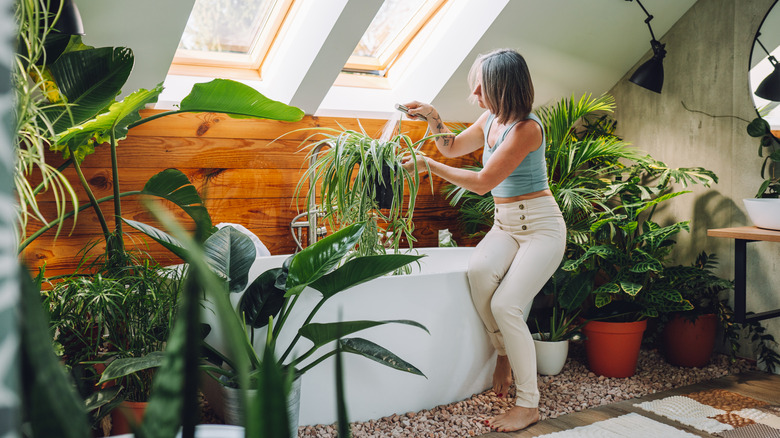 woman watering spider plant in a bathtub