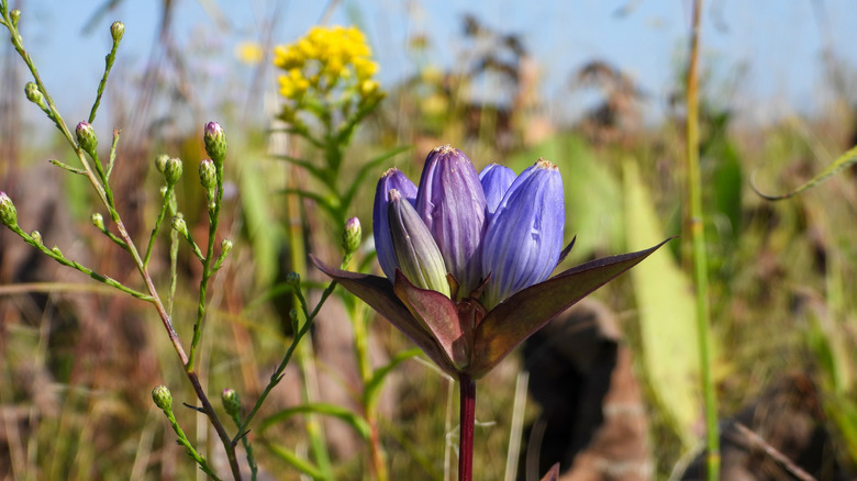 Closeup of a bottle gentian with its distinctive closed flower