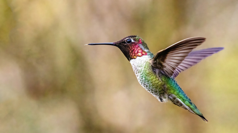 A hummingbird in mid flight