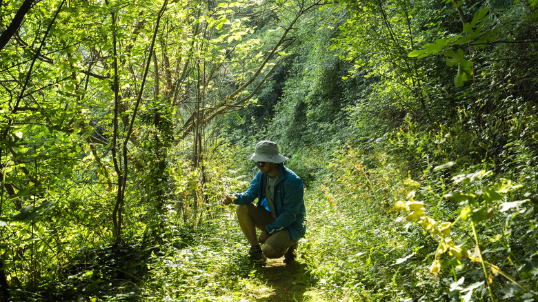 A person crouches down to examine a plant in a woodland area.