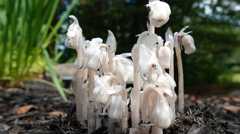 A cluster of white ghost plants grow from the soil.