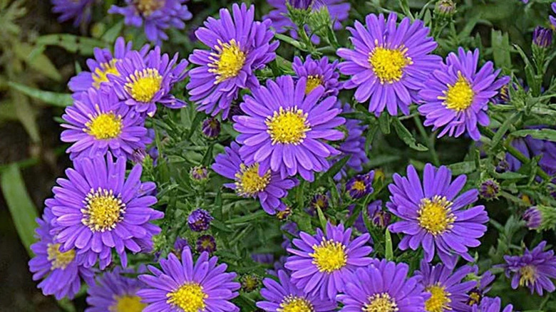 'Kickin Purple' asters in bloom