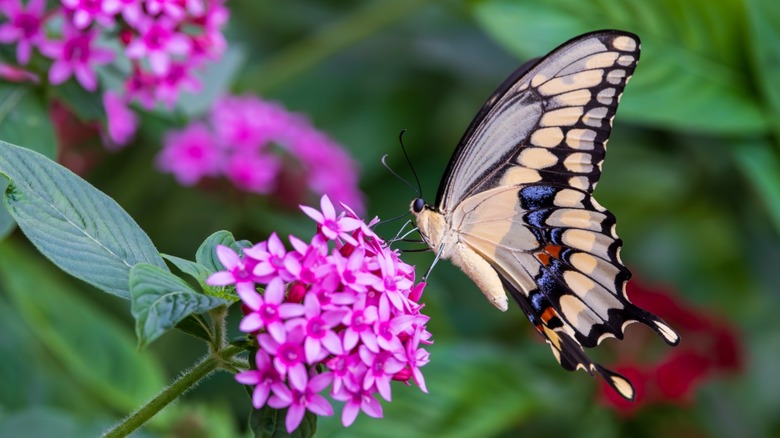 A butterfly visiting a pretty purple bloom