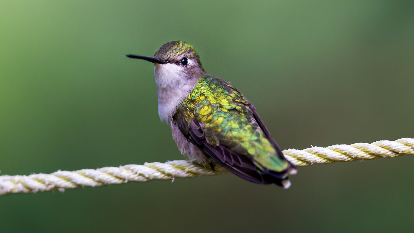 This Shocking Tree With Lengthy-Lasting Pink Blooms Is A Hummingbird Magnet – Space Digest