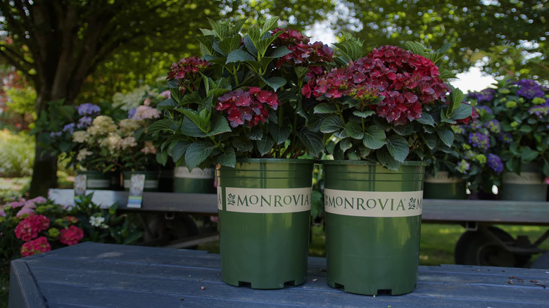 'Centennial Ruby' from Monrovia Plants
