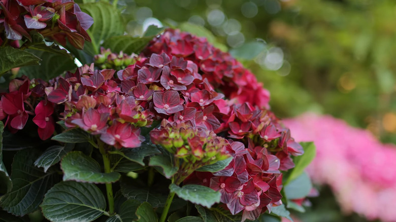 red blooms on centennial ruby macrophylla hydrangea