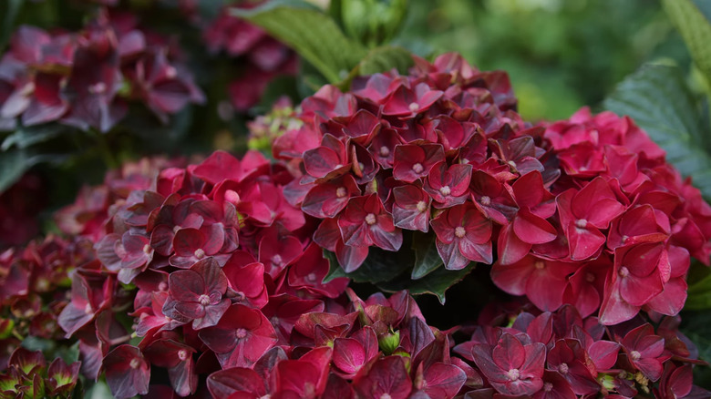 red blooms on centennial ruby fade to black