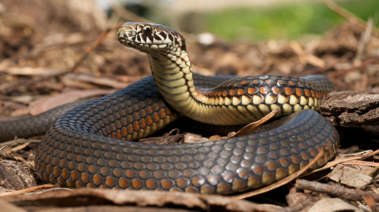 Copperhead snake