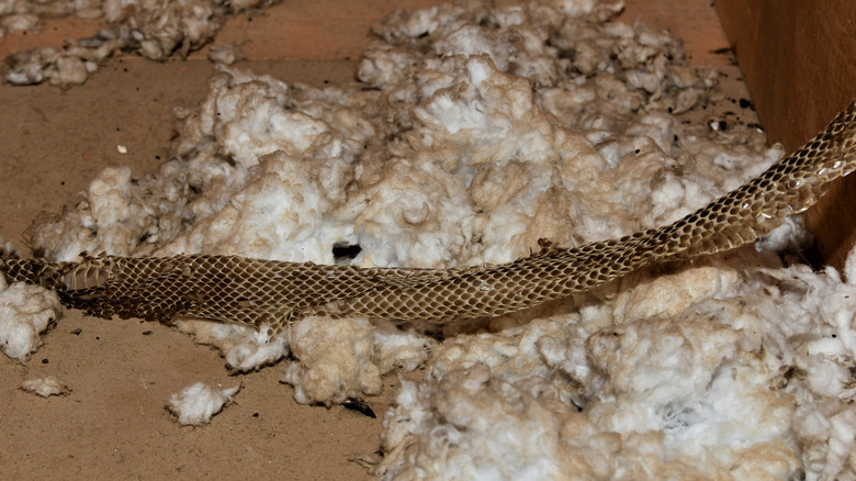 Snakeskin on insulation in home