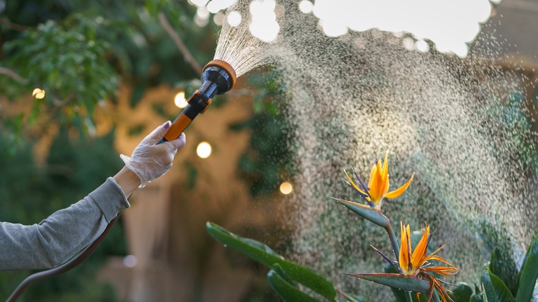 watering flowers with garden hose