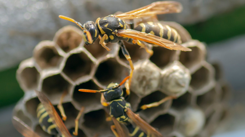 wasps in a nest