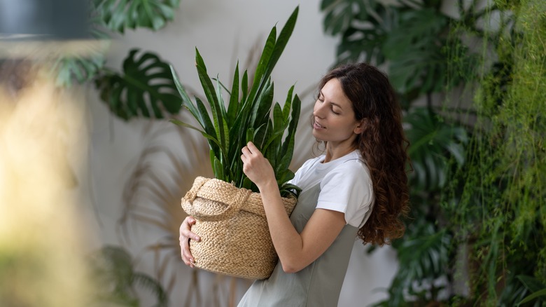 Woman carries a potted snake plant