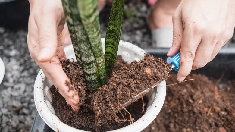 Gardener repots a snake plant
