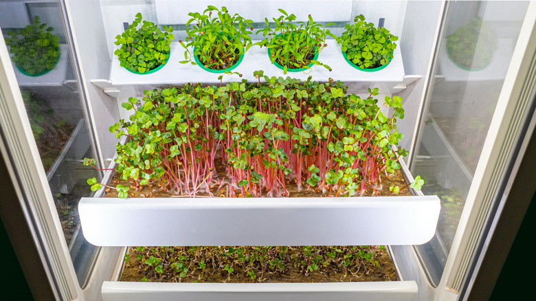 plants in indoor greenhouse