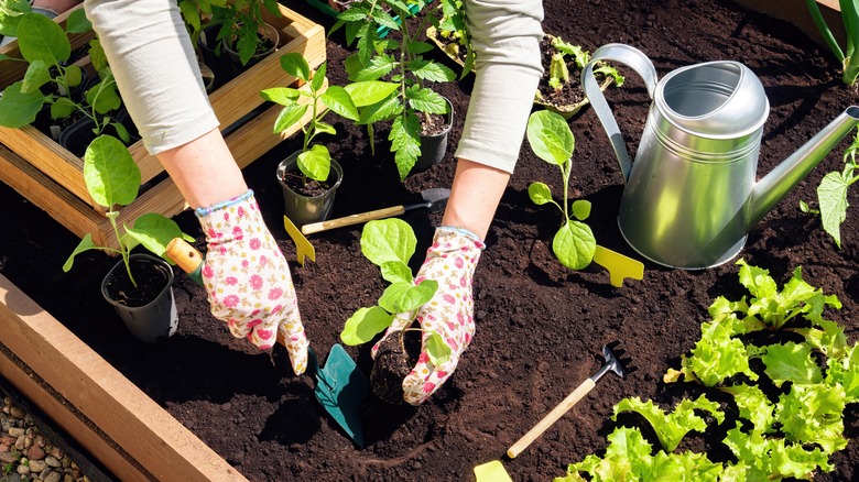 gardener planting in raised bed