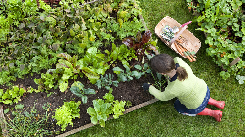 Woman plants in raised bed garden
