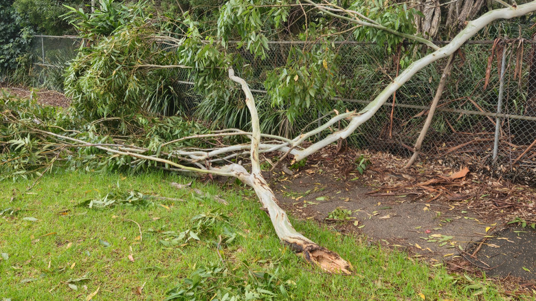 A fallen branch lying in a yard
