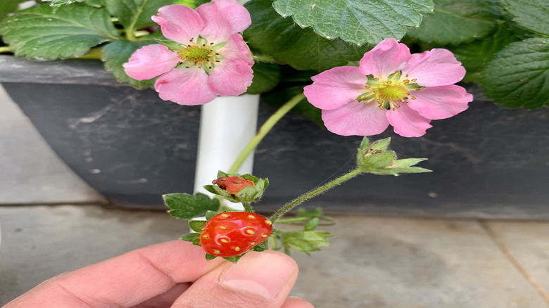 A variety of strawberry plant with pink flowers growing in a black plastic planter.