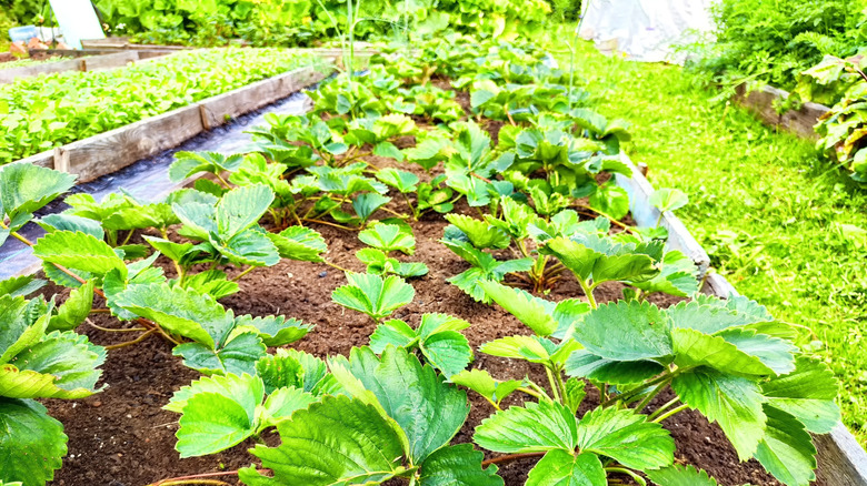 Lots of strawberry seedlings freshly planted in a long raised garden bed in a backyard.